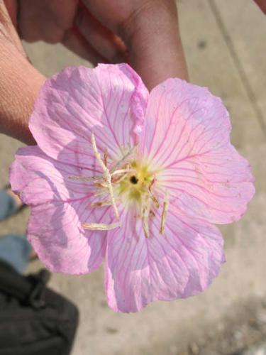 Fotografia de maiisol - Galeria Fotografica: stranger - Foto: ...