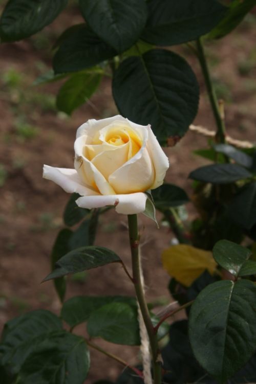 Fotografia de Riob Prada - Galeria Fotografica: Flores - Foto: 