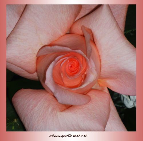 Fotografia de spatzel - Galeria Fotografica: Flores y fauna - Foto: Rosa