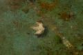 Fotos de narigan -  Foto: naturaleza muerta - Hoja flotando