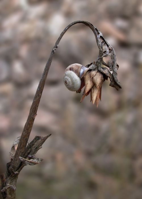 Fotografia de narigan - Galeria Fotografica: naturaleza muerta - Foto: Caracol