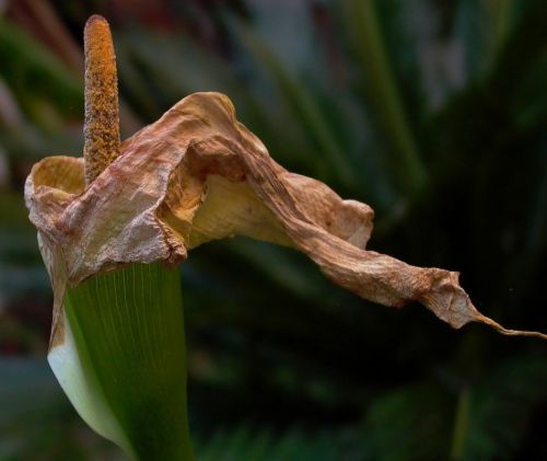 Fotografia de narigan - Galeria Fotografica: naturaleza muerta - Foto: Cala