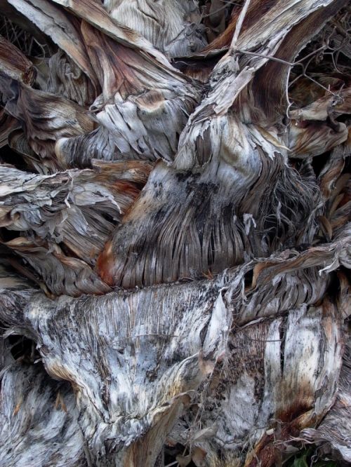 Fotografia de narigan - Galeria Fotografica: naturaleza muerta - Foto: Pitera