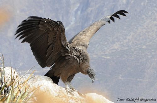 Fotografia de ARGENTINA FOTOGRAFICA - Galeria Fotografica: 6 AOS DE SAFARIS FOTOGRAFICOS - Foto: Despegue