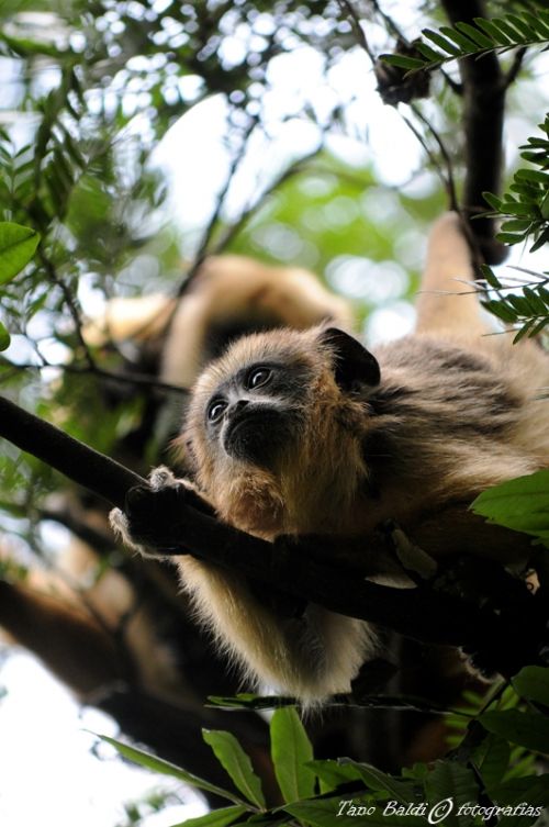 Fotografia de ARGENTINA FOTOGRAFICA - Galeria Fotografica: 6 AOS DE SAFARIS FOTOGRAFICOS - Foto: Curioso