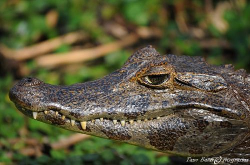 Fotografia de ARGENTINA FOTOGRAFICA - Galeria Fotografica: 6 AOS DE SAFARIS FOTOGRAFICOS - Foto: Atento