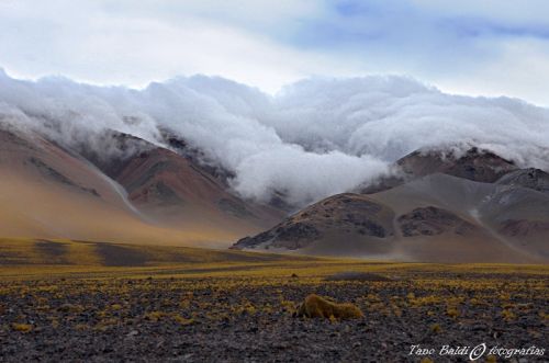 Fotografia de ARGENTINA FOTOGRAFICA - Galeria Fotografica: 6 A�OS DE SAFARIS FOTOGRAFICOS - Foto: Avanza la tormenta