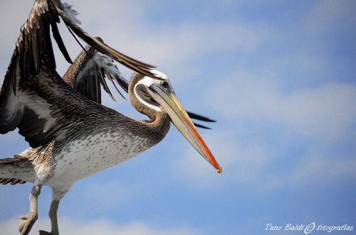 Fotografia de ARGENTINA FOTOGRAFICA - Galeria Fotografica: 6 AOS DE SAFARIS FOTOGRAFICOS - Foto: Aqui estoy yo.