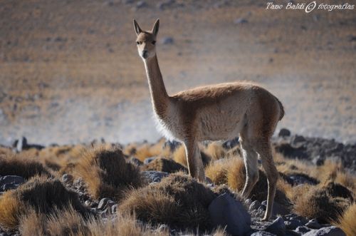 Fotografia de ARGENTINA FOTOGRAFICA - Galeria Fotografica: 6 AOS DE SAFARIS FOTOGRAFICOS - Foto: Bao termal