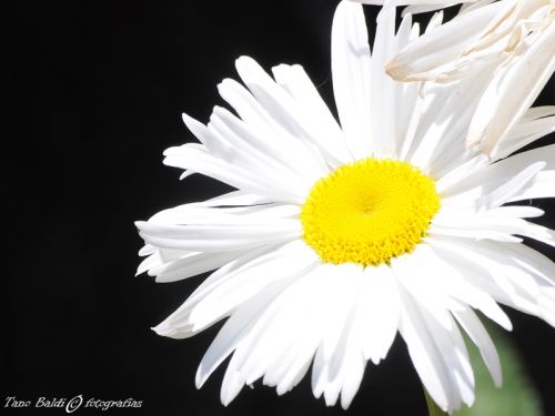 Fotografia de ARGENTINA FOTOGRAFICA - Galeria Fotografica: 6 AOS DE SAFARIS FOTOGRAFICOS - Foto: Para deshojar