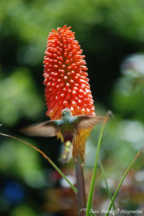 Fotografia de ARGENTINA FOTOGRAFICA - Galeria Fotografica: 6 AOS DE SAFARIS FOTOGRAFICOS - Foto: Inmovil