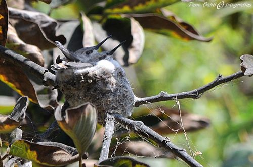 Fotografia de ARGENTINA FOTOGRAFICA - Galeria Fotografica: 6 A�OS DE SAFARIS FOTOGRAFICOS - Foto: Pichones