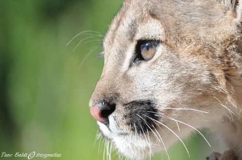 Fotografia de ARGENTINA FOTOGRAFICA - Galeria Fotografica: 6 AOS DE SAFARIS FOTOGRAFICOS - Foto: Puma