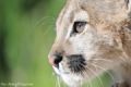 Fotos de ARGENTINA FOTOGRAFICA -  Foto: 6 AOS DE SAFARIS FOTOGRAFICOS - Puma