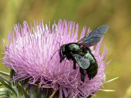 Fotografia de Francisco Jose - Galeria Fotografica: naturaleza tal cual - Foto: 