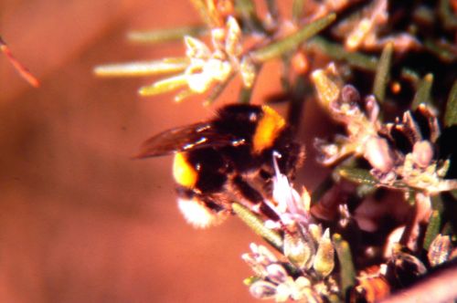 Fotografia de Francisco Jose - Galeria Fotografica: naturaleza tal cual - Foto: 