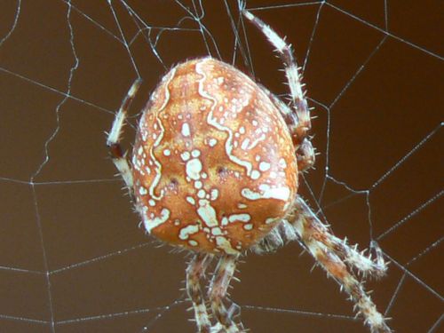 Fotografia de Francisco Jose - Galeria Fotografica: naturaleza tal cual - Foto: 