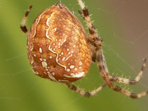 Fotografia de Francisco Jose - Galeria Fotografica: naturaleza tal cual - Foto: 