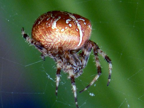 Fotografia de Francisco Jose - Galeria Fotografica: naturaleza tal cual - Foto: 