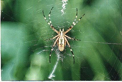 Fotografia de Francisco Jose - Galeria Fotografica: naturaleza tal cual - Foto: 