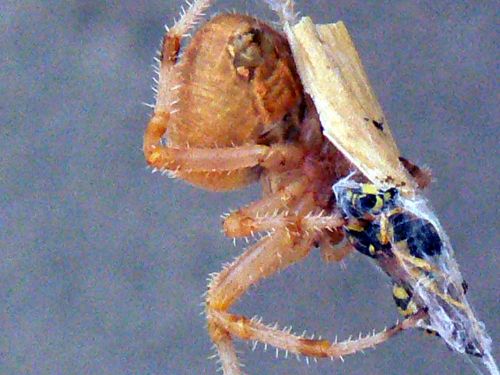 Fotografia de Francisco Jose - Galeria Fotografica: naturaleza tal cual - Foto: 