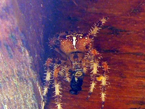 Fotografia de Francisco Jose - Galeria Fotografica: naturaleza tal cual - Foto: 