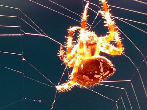 Fotografia de Francisco Jose - Galeria Fotografica: naturaleza tal cual - Foto: 