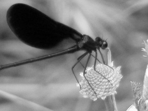 Fotografia de Francisco Jose - Galeria Fotografica: naturaleza tal cual - Foto: 