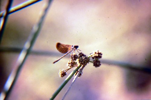 Fotografia de Francisco Jose - Galeria Fotografica: naturaleza tal cual - Foto: 