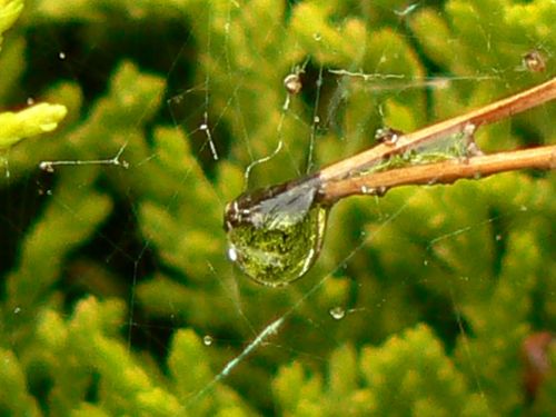 Fotografia de Francisco Jose - Galeria Fotografica: naturaleza tal cual - Foto: 