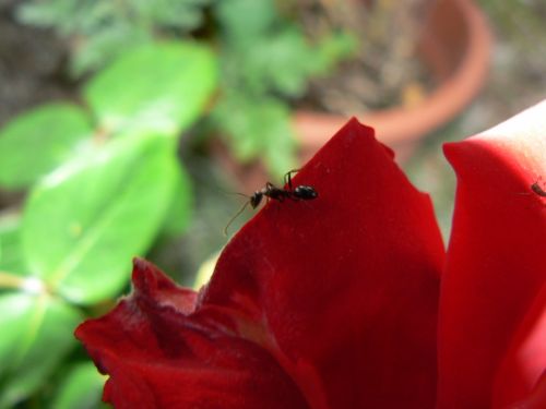 Fotografia de Francisco Jose - Galeria Fotografica: naturaleza tal cual - Foto: 