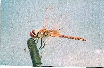 Fotografia de Francisco Jose - Galeria Fotografica: naturaleza tal cual - Foto: 