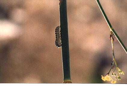 Fotografia de Francisco Jose - Galeria Fotografica: naturaleza tal cual - Foto: 