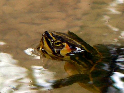 Fotografia de Francisco Jose - Galeria Fotografica: naturaleza tal cual - Foto: 