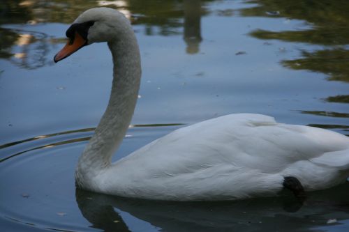 Fotografia de fabri - Galeria Fotografica: el puerto - Foto: pato o pata