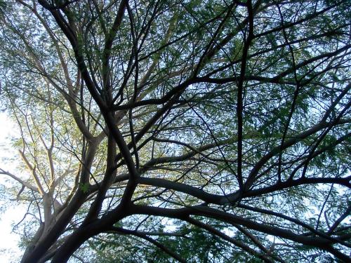 Fotografia de morganproductions - Galeria Fotografica: Artistica y Panoramicos - Foto: Ramas