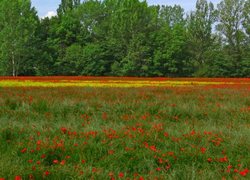 Fotografia de xavier llurba - Galeria Fotografica: Segre - Foto: 
