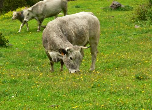 Fotografia de xavier llurba - Galeria Fotografica: Segre - Foto: 