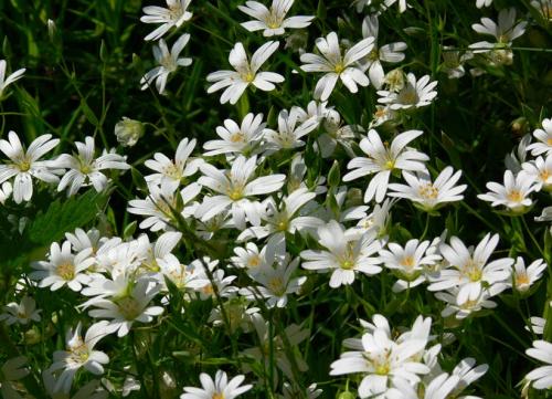 Fotografia de xavier llurba - Galeria Fotografica: Segre - Foto: 