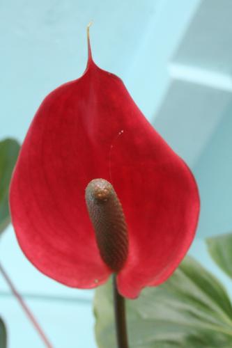 Fotografia de Momoztla - Galeria Fotografica: Cercano - Foto: Vida