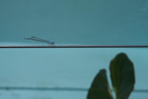 Fotografia de Momoztla - Galeria Fotografica: Cercano - Foto: En la Cuerda Floja