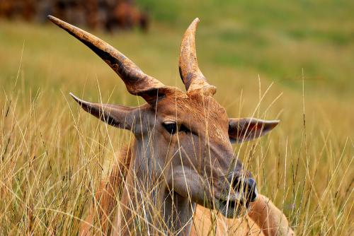 Fotografia de Jes�s - Galeria Fotografica: Animales - Foto: Eland