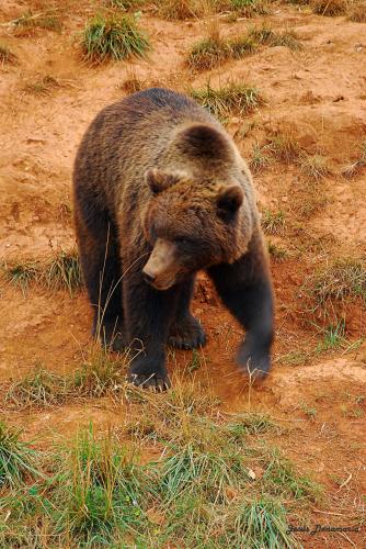 Fotografia de Jes�s - Galeria Fotografica: Animales - Foto: Oso en Cab�rceno