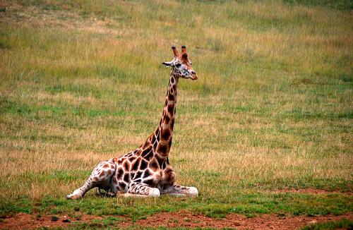 Fotografia de Jes�s - Galeria Fotografica: Animales - Foto: Jirafa en Cab�rceno