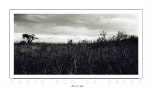 Fotografia de Nelson Vzquez - Galeria Fotografica: Paisajes - Foto: campo por la tarde