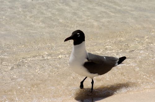 Fotografia de Fernando - Galeria Fotografica: Paraiso - Foto: 
