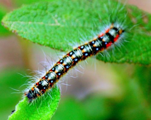 Fotografia de fotos - Galeria Fotografica: vistas - Foto: bichos