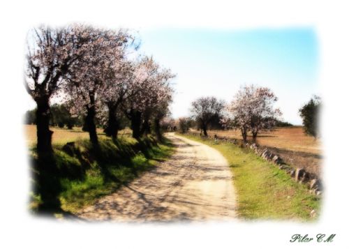 Fotografia de Pilar Camacho - Galeria Fotografica: PINCELADAS - Foto: CUERVA