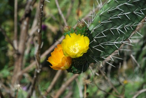 Fotografia de logut - Galeria Fotografica: Flores Silvestres - Foto: 