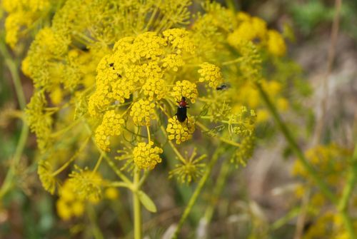 Fotografia de logut - Galeria Fotografica: Flores Silvestres - Foto: 